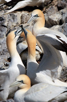 Sparring gannets