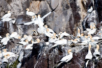 Life in the Gannet City