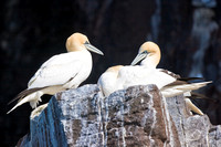 Gannets at rest