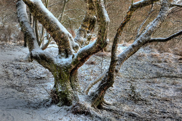 Tangled Tree by Loch Ardinning